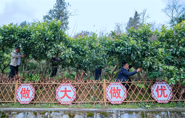 Fenghuang County Boosts Fruit Industry Development