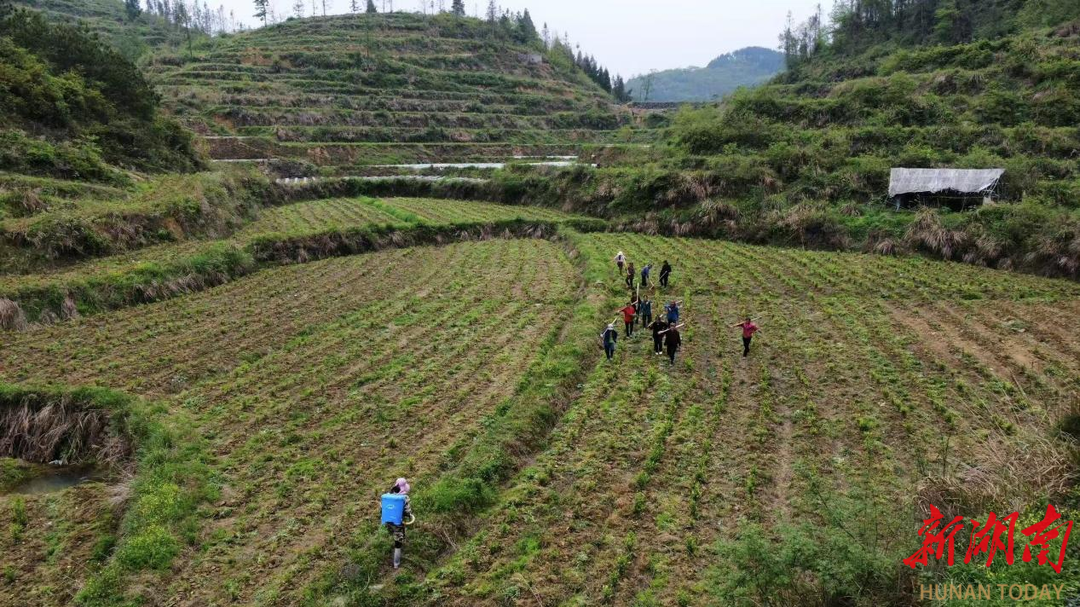 泸溪：青年返乡种白茶 荒山变成“致富田”