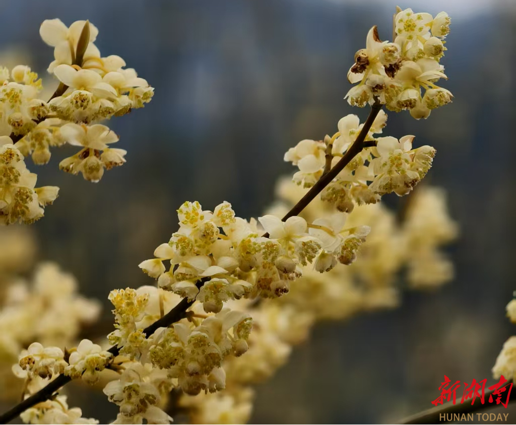 炎陵縣十都鎮(zhèn)：黨建紅引領(lǐng)產(chǎn)業(yè)綠 山胡椒香飄振興路