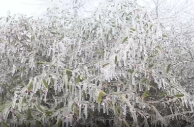 城步：三月驚現(xiàn)冰雪童話 霧凇凍竹美若仙境