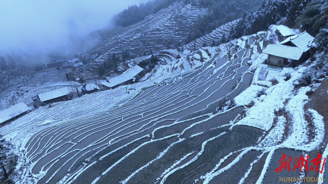 视频|紫鹊梯田迎春雪