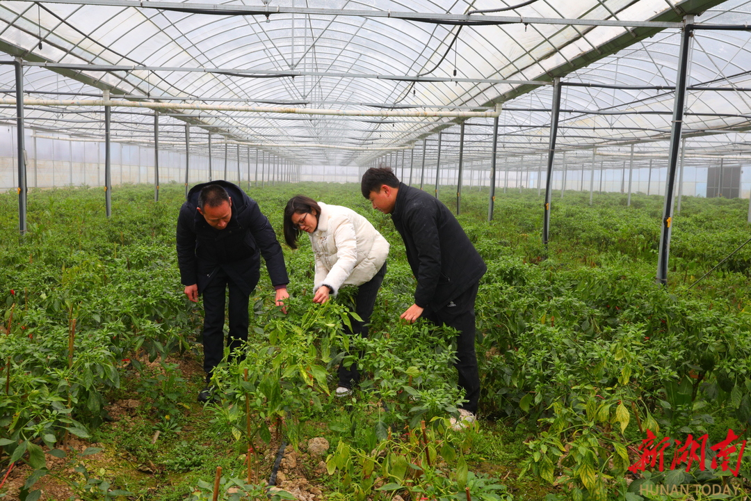 預(yù)防倒春寒，耒陽農(nóng)技專家田間地頭支“暖招”