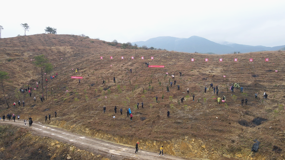 新田县组织开展2025年全民义务植树活动  