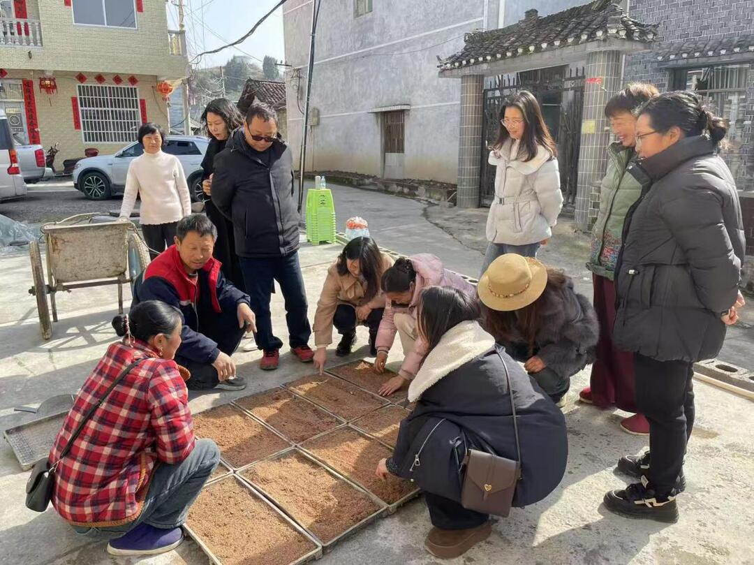 巾帼送技助春耕 龙山推广水稻育苗新技术