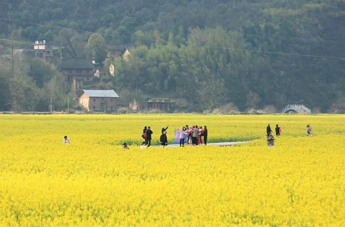 宜章：千亩油菜花绽放 “花海经济”持续升温