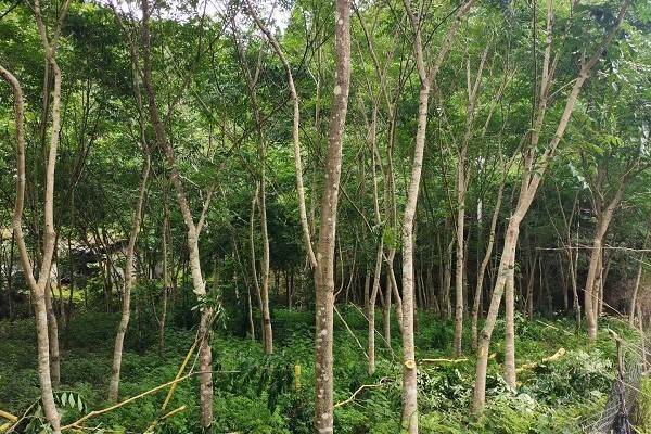 湖南桂东：背靠青山“药”飘香