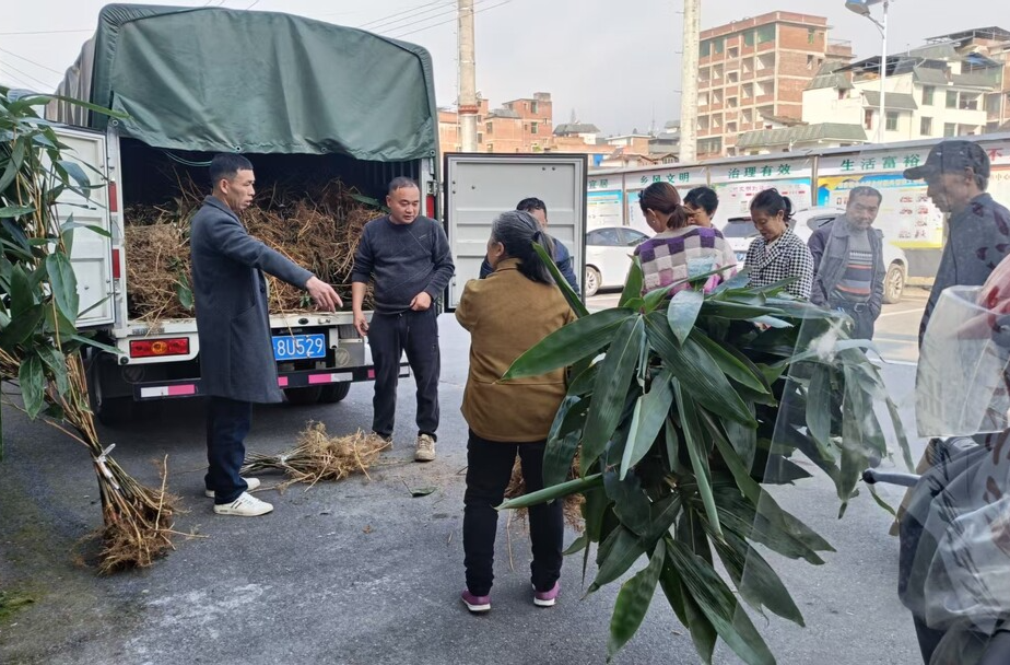 桂东寨前：粽叶飘香产业兴 绿色发展绘新篇