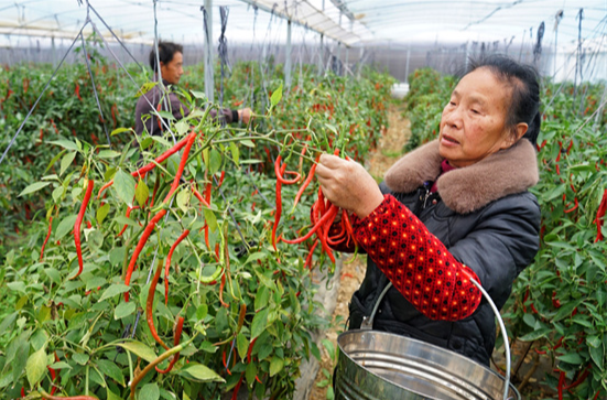 Chili Peppers Become Cash Cows in Liuyang