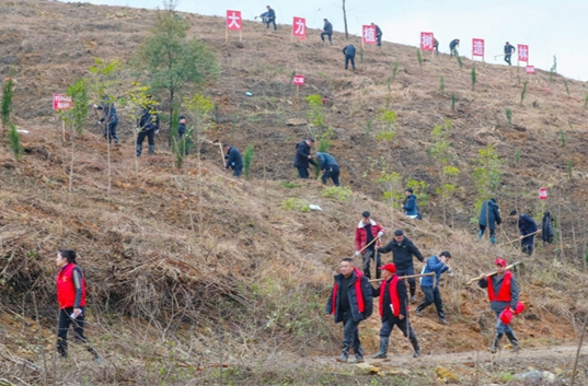 Voluntary Tree-planting Adds Greenery