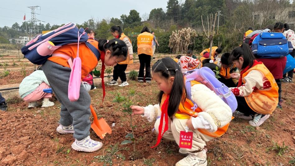 株洲市九方小学：植绿护绿，在实践中厚植国防情怀