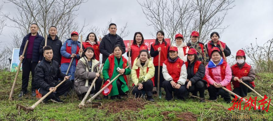 “巾帼红”装点“生态绿” 芷江新植乡土苗木五千余株