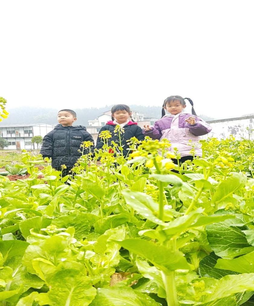 双峰县荷叶镇新耀学校：菜花献“女神”，童趣暖人心