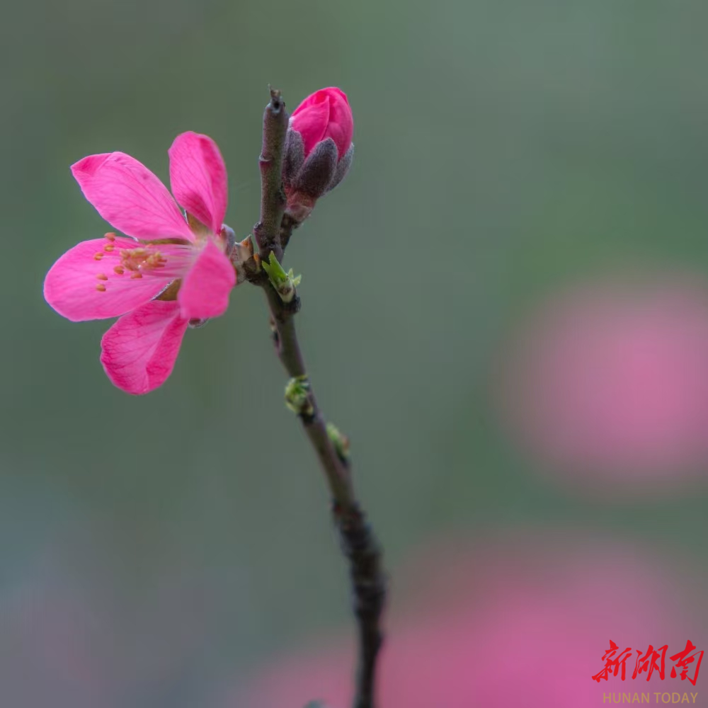 图集丨湘潭县：繁花似锦 满目皆春