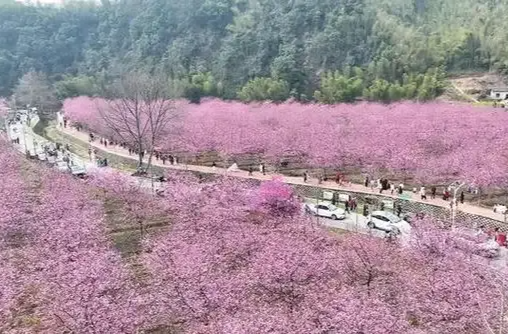 樱花烂漫处 乡村起欢歌——岳阳市云溪区第三届樱花节见闻