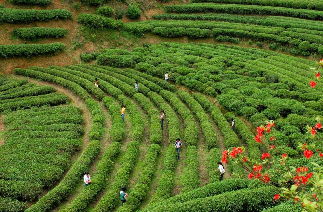 桂东清泉：护航春茶上市 严抓安全防范