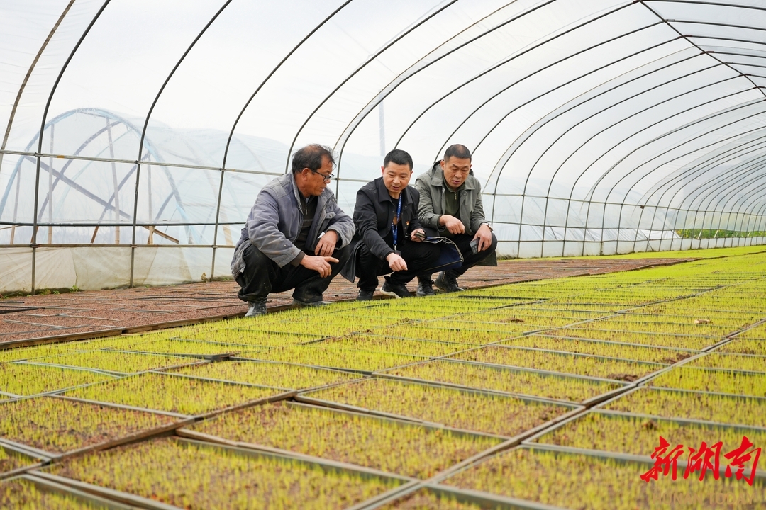 不浪费一根秧 不少插一兜禾今年，衡阳县粮食种植面积逾132万亩、总产63万吨