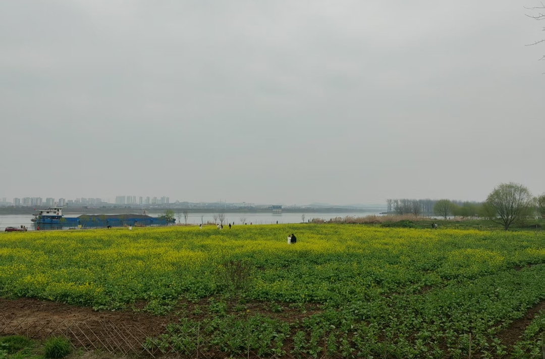 没有一块油菜田是免费的？鹅洲岛赏油菜花遇“套娃式”收费