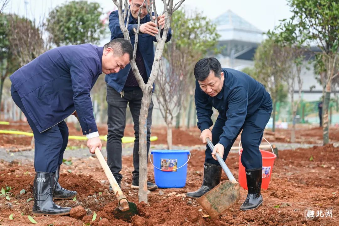 北湖区集中开展义务植树活动