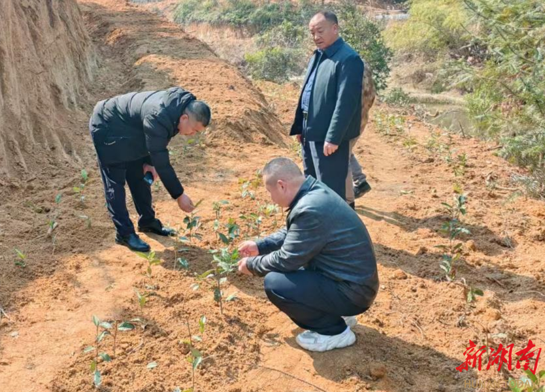 汝城县三江口镇：靠前监督护茶忙