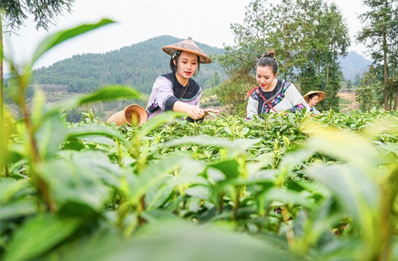 Spring Tea Enters Harvest Season