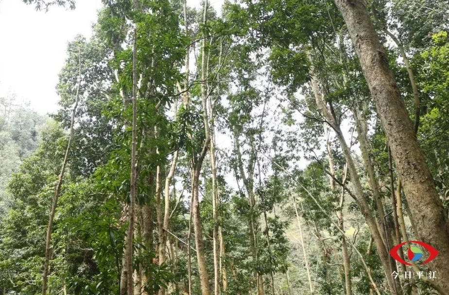 干群同心植树忙 平江大地“添新绿