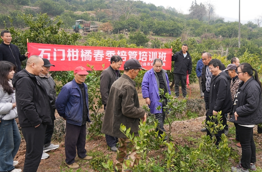 石门：田间课堂开讲，科技助力柑橘春季培管