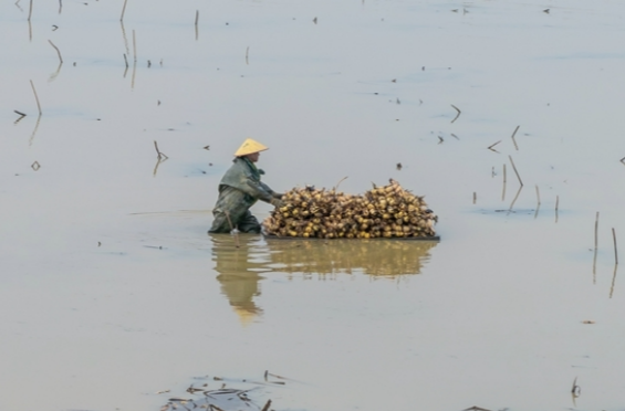 Farmers Harvest Lotus Roots in Wangcheng District