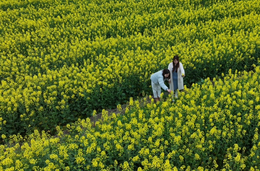 衡山县永和乡700余亩油菜花迎来盛花期，花期预计持续至四月