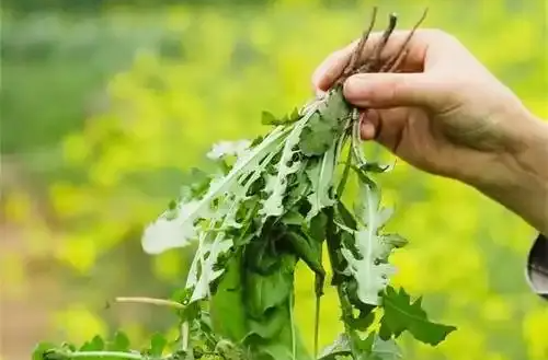 “春日限定”美食来了 吃野菜有哪些讲究？