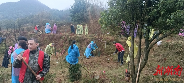 洪江区自然资源局开展义务植树活动