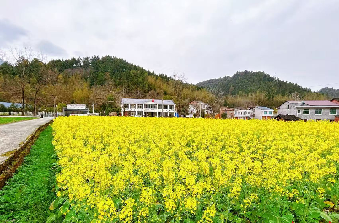 炎陵县船形乡：油菜花开春光美