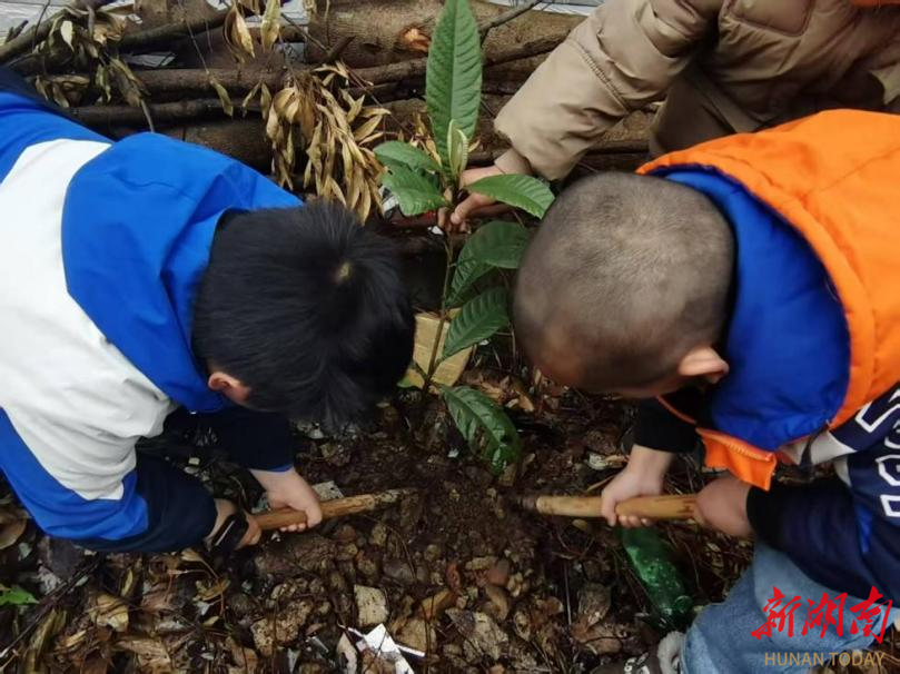 播种绿色希望！娄星区双江乡新庄小学开展植树节活动