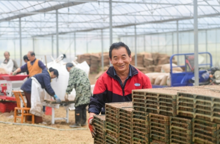 People Busy with Rice Seedling Raising in Liuyang