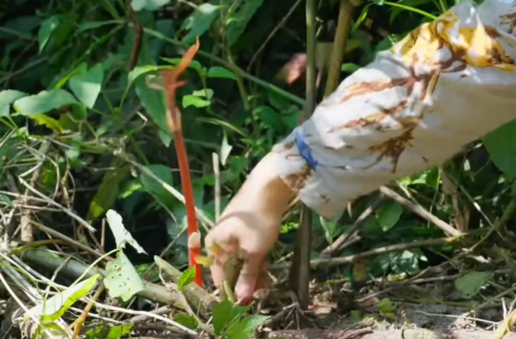 正值春季“野味”上新！专家提醒：食用野菜有讲究