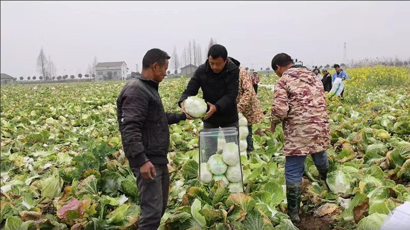 马上销售完毕！君山文家湾白菜有了销路