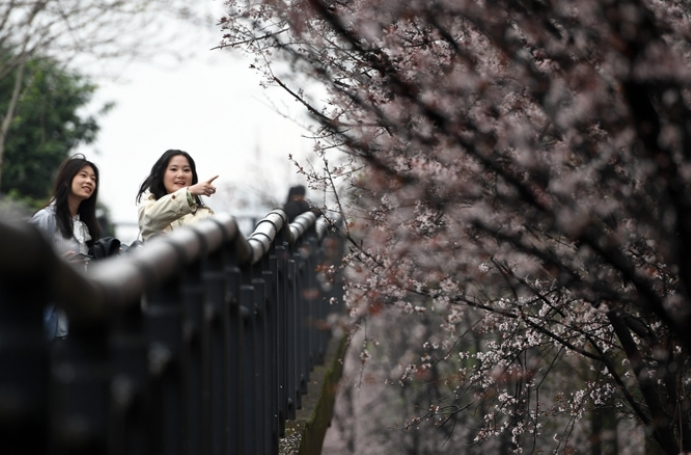 Blooming Purple-leaf Plum Blossoms Along Xiangjiang River