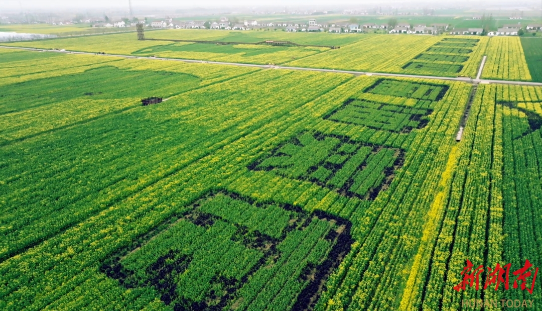 花开待君来！湖南省油菜花节即将在君山登场