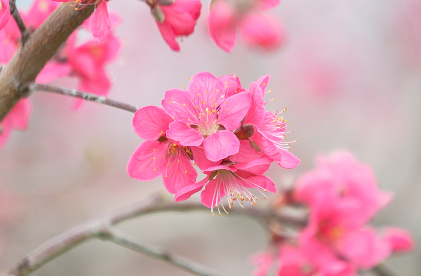 道县：鹰嘴桃花开 春色染枝头（组图）