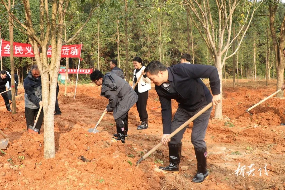 炎陵县开展全民义务植树活动