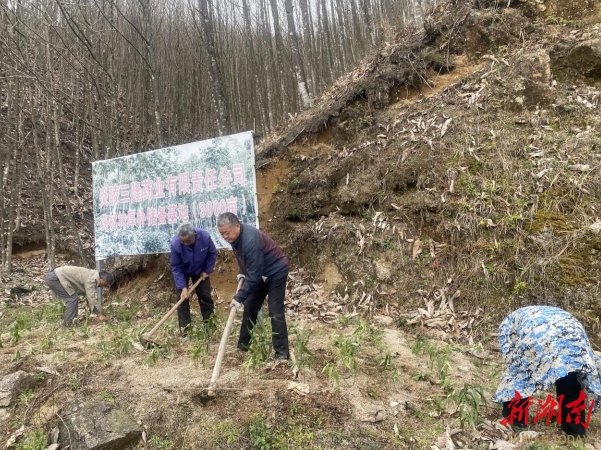 炎陵县下村乡：厚朴林下种黄精林下经济促增收