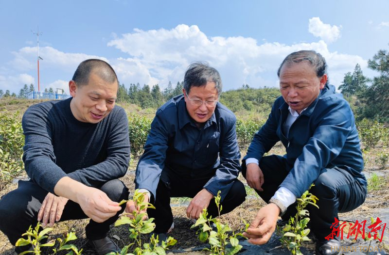 院士团队“点粪成金” 生物酵素肥“酵”醒春耕沃土