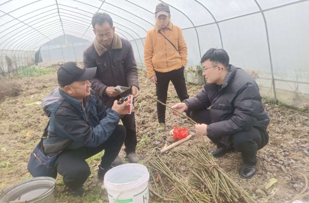 辰溪县谭家场乡白岩冲村：金樱子变身“黄金果”  开起乡村振兴“富民花”