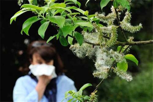 周末·健康丨如何预防、治疗花粉过敏？这些事情要知道