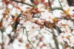 花期如梦，来东洲岛体验一场春的浪漫