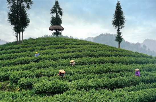 Spring Tea Harvest Begins