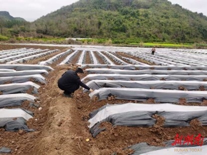 民情日记·春耕时节｜种植“金叶”富农家，乡长下村来帮忙