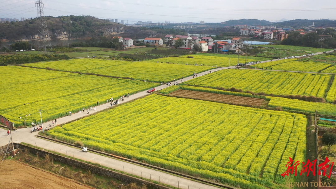 零陵鹿坪村：有一种春天叫油菜花开