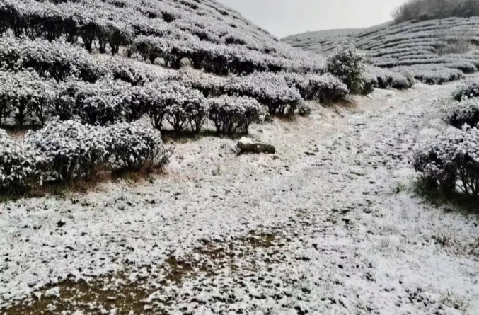 白茫茫一片！株洲这里今天竟下起了雪！