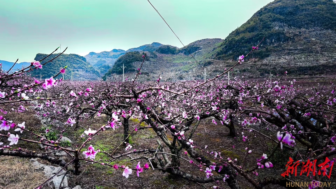 在那桃花盛开的地方——江永县香花井村游记  