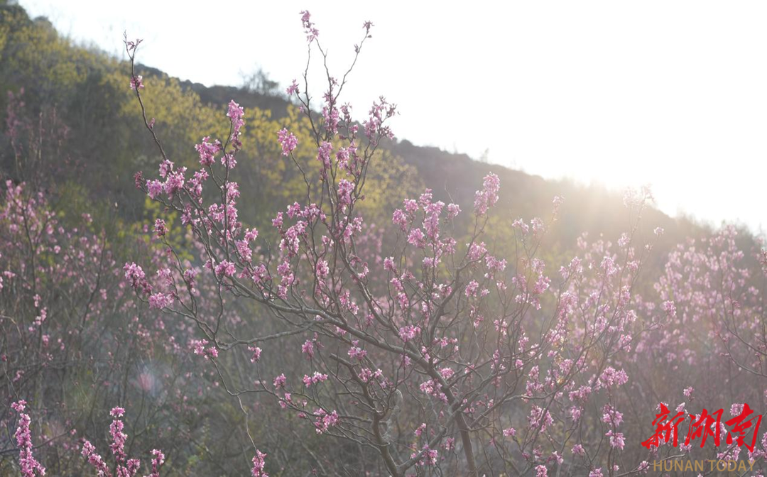 江永：万亩野生紫荆花绽放 春日浪漫引游人